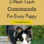 dog-training-6
