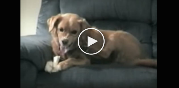 funny dog video, dog mad at own foot
