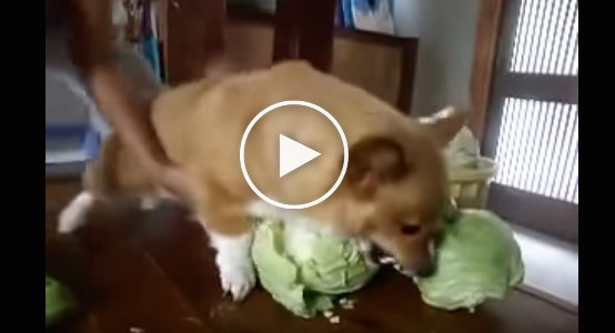 funny dog video, dog and cabbage