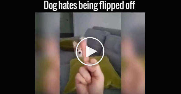 funny dog video, dog middle finger