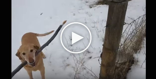 funny dog video, dog with stick