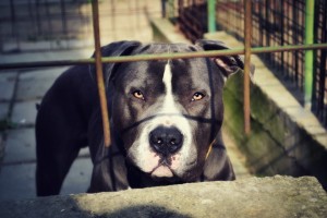 pit bull, best dog food for pit bulls, are pitbulls good family dogs