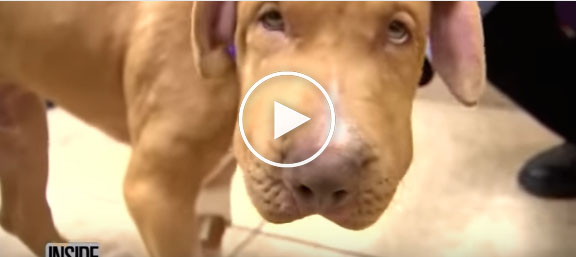 sad dog videos, dog survives