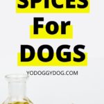 spices dogs can eat 2