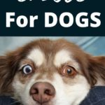 spices dogs can eat 3