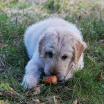 50+ Irresistible Kong Stuffing Recipes Your Dog Will Go Mutts Over
