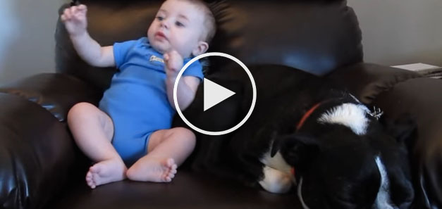 dog baby video, funny dog video, dog and baby