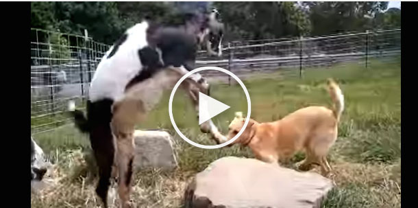 dog goat, funny dog videos