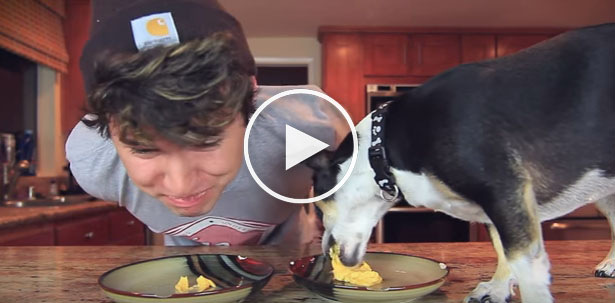 dog vs human, dog eating fast, eating contest