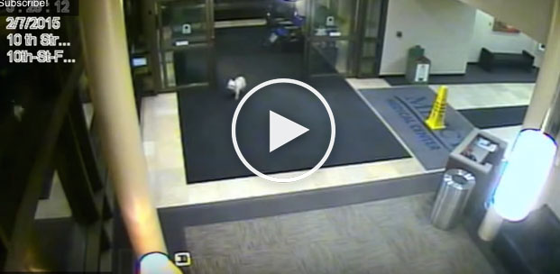 cute dog video, dog walks to see owner, dog owner hospital