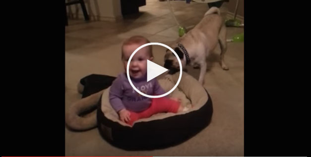 cute dog video, dog and baby video