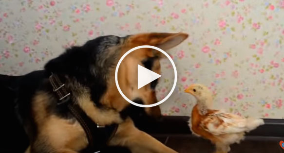 dog chicken, funny dog video