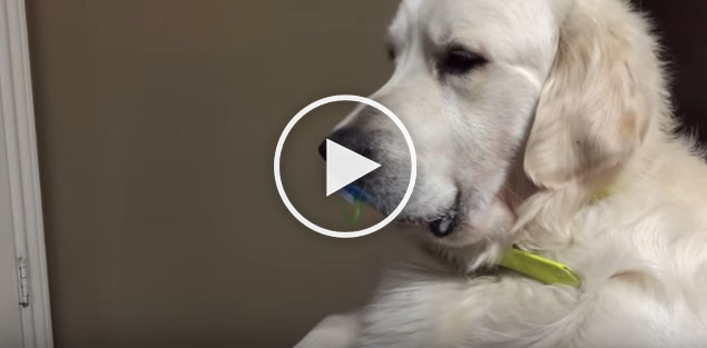 funny dog video, dog loves pacifier