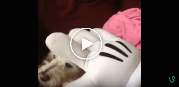funny dog video, dog hates mickey mouse