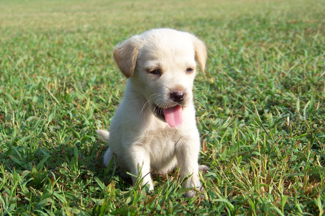 golden retreiver