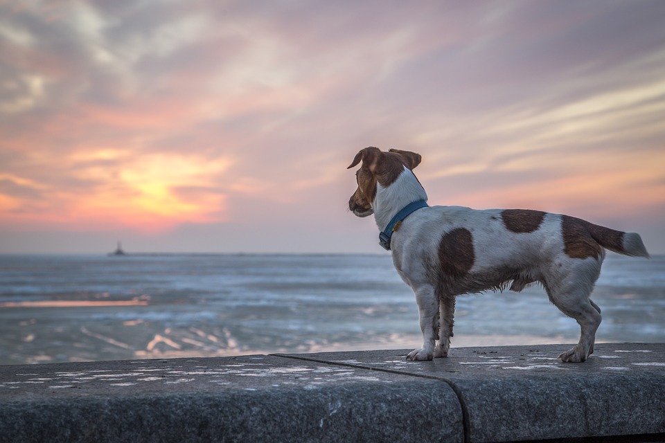 gps pet tracker