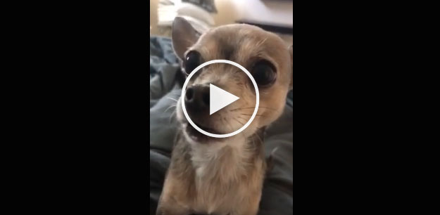 hilarious dog video, dog hates trump