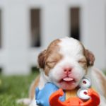 when do puppies eyes open