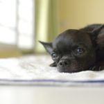 when do puppies open their eyes