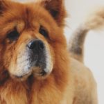 1 laziest dog breeds