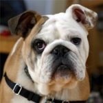 2 laziest dog breeds