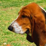 3 laziest dog breeds