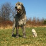 4 laziest dog breeds