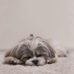 5 laziest dog breeds