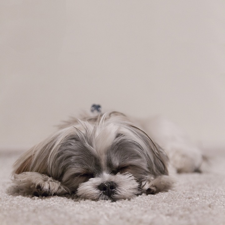 laziest dog breeds, shih tzu