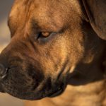 6 laziest dog breeds