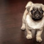 7 laziest dog breeds