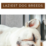 Laziest Dog Breeds