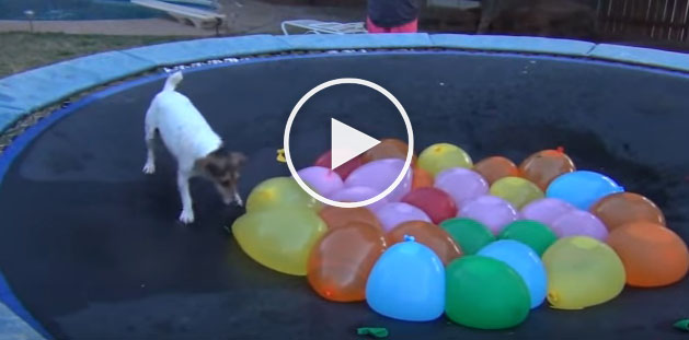 water balloon dog, cute dog video