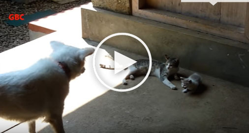dog saves kitten, cute dog video