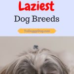 laziest dog breeds