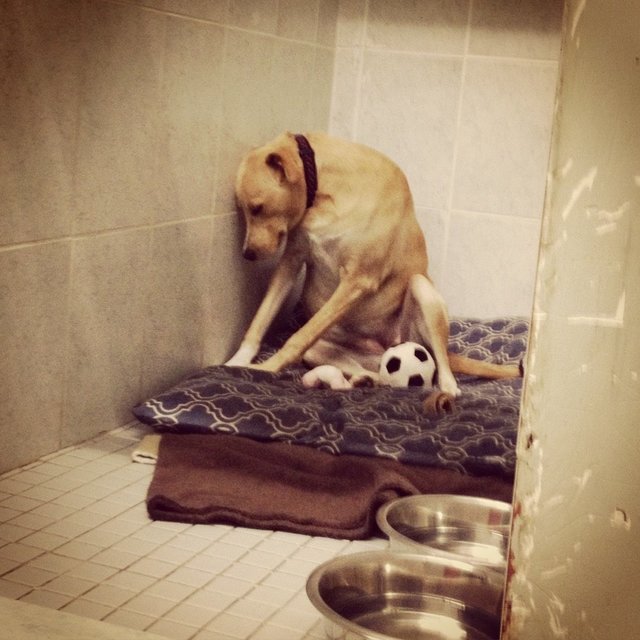 saddest dog in world, toronto dog adoption