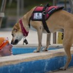 service-dog