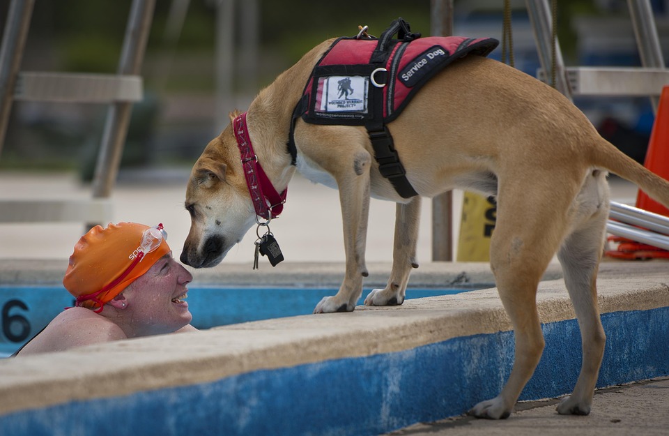 dog charity, service dog