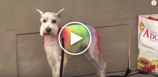 dog prank, rainbow dog