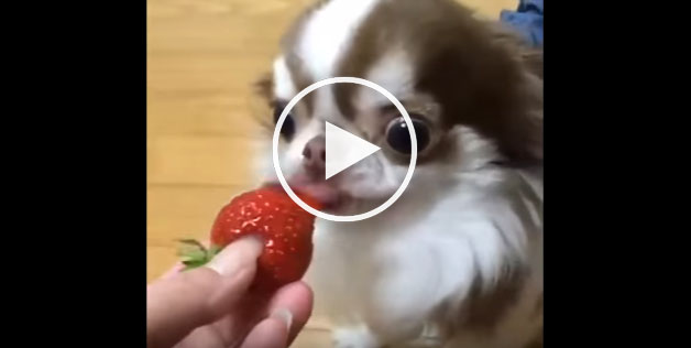 dog strawberry, cute dog video