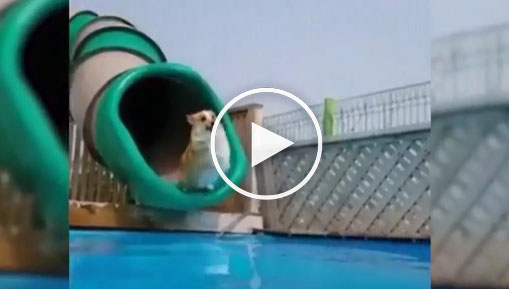 dog water slide