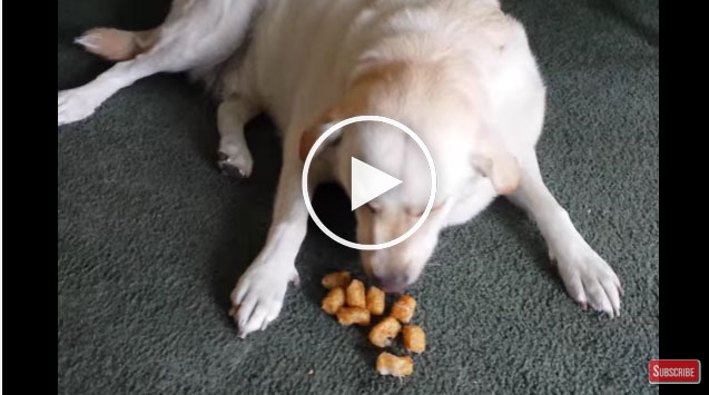 dog eats human food