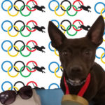 dog-olympics