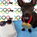 dog olympics