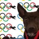 dog-olympics2