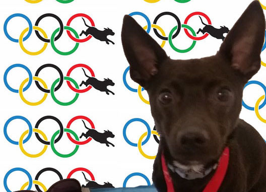 dog olympics