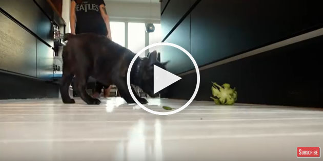 dog eating food, cute dog video