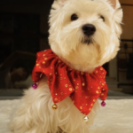 5 Christmas dog collars