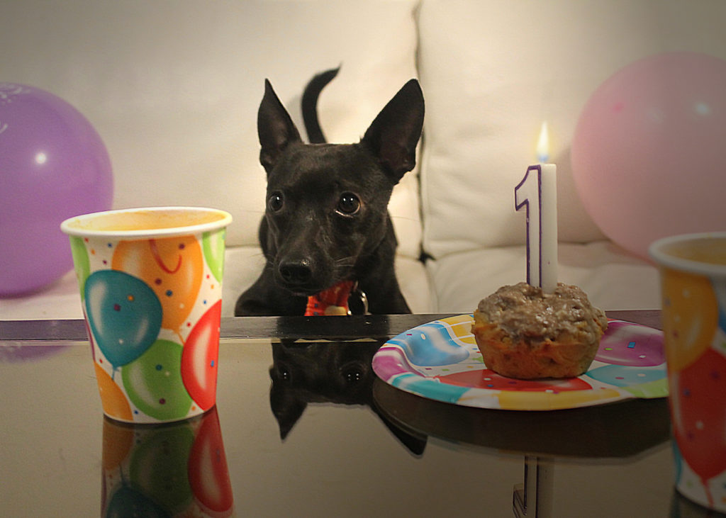 dog with a blog, dog birthday, dog birthday party