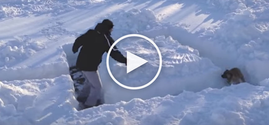 dog snow video